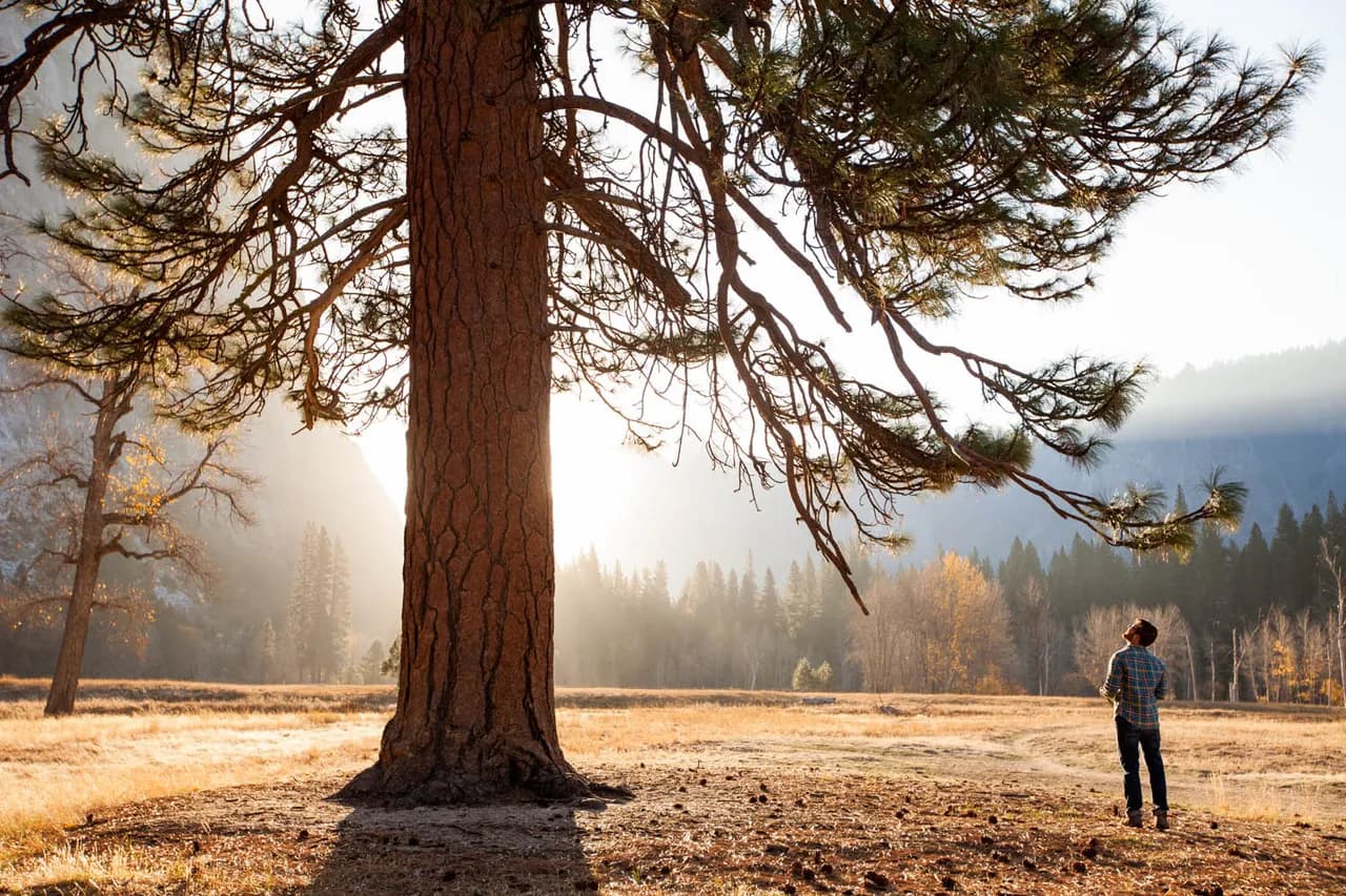 A person walking beneath a large pine in golden evening light